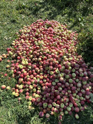 Сельхоз предприятия: Продаю Питомник растений, 1000 соток, Действующий, Без оборудования, Скважина, Холодная вода, Электричество — 3