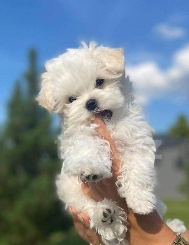 карликовый пудель цена: Maltipu (Maltese x Poodle) balaları - Mini ölçü, kompakt bədən — 2