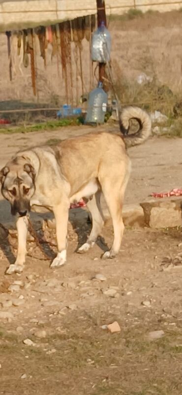 İtlər: Kanqal, 2 il, Dişi, Peyvəndli, Ödənişli çatdırılma — 9