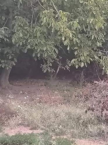 baki evleri qiymet: Biləsuvar rayon Bəydili kend 6 sot torpaq sahəsi satılır Məktəbə 1 — 1