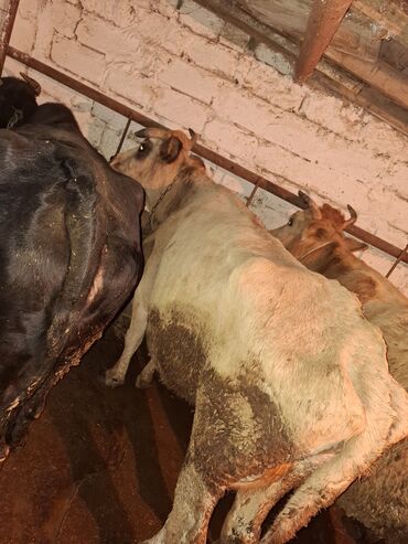Inəklər, öküzlər: Qisir ineylerdi cut 3100 ze deyirem kok ineylerdi — 9