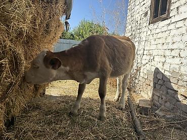 кара продажа: Продаю | Бык (самец) | Полукровка | На откорм — 3