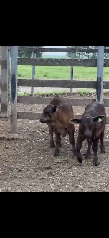 Dana, buzov: Məhsul: Qara və tünd qəhvəyi rəngli buzovlar (ətlik tip) Təsvir: - — 10