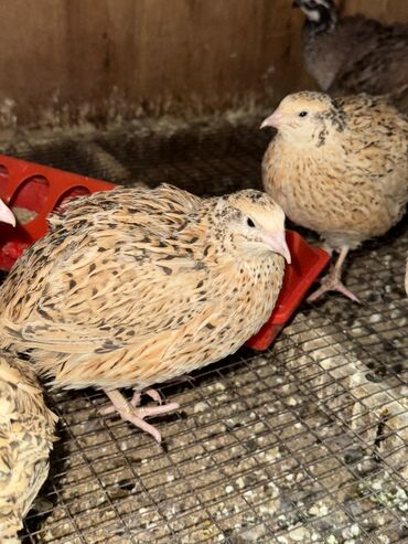 лотки для перепелиных яиц: Продам перепелок несушки 8 штук