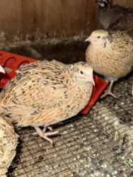 купить декоративных курей: Сатам | Тооктор | Жумуртка туудуруу үчүн