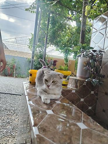 ucuz keci: Şotland, Erkək, Yaxşı əllərə, Ödənişli çatdırılma — 4
