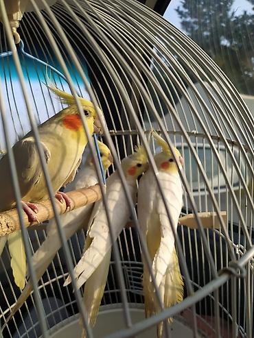 Tutuquşları: Korella əl quşu bala hazir cut kime hansi lazimdisa var sarilar 45-50 — 3