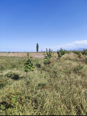 Продажа участков: 600 соток, Для сельского хозяйства, Красная книга, Тех паспорт, Договор купли-продажи — 3