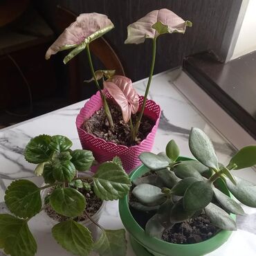 zolotoy us bitkisi: Sinqonium pink iki kötük.plektantus.pul ağacı.bir yerdə. 15manat