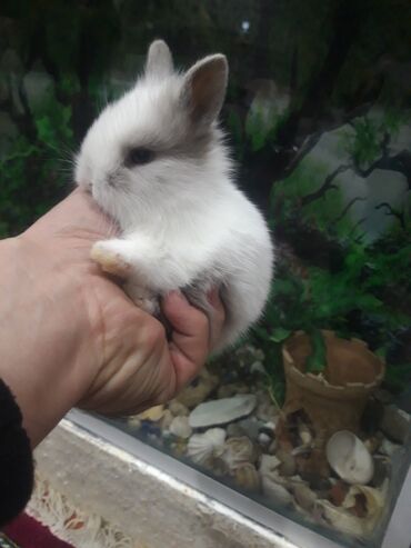 karlik dovşanlar: Salam dekarativ karlikler satilir usaqlarcun xanimlarcun hediyelikdi