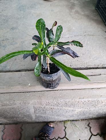 Фикусы: Комнатные растения — коллекция укоренённых саженцев и деток - Фикусы — 30