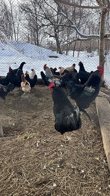 Куры, петухи: Продаю | Петух | Для разведения — 6