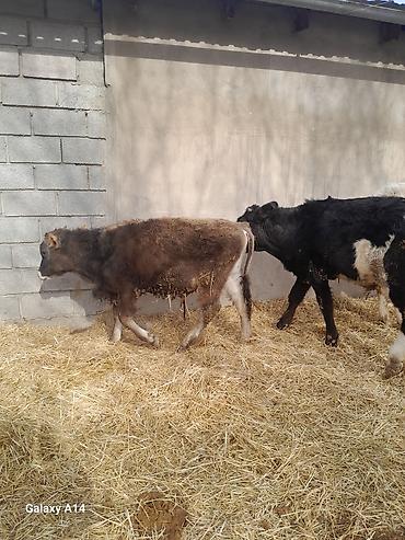 Коровы, быки: Продаю | Бык (самец) | Полукровка | На откорм — 14