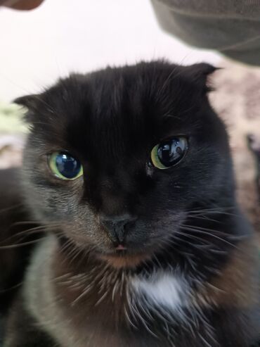 ножницы для кошек: Шотландская вислоухая кошка (Scottish Fold), окрас: черный с небольшой