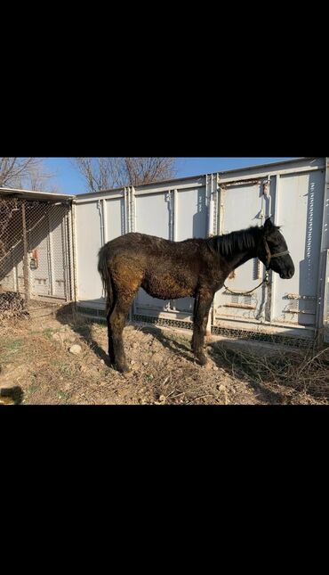 Лошади, кони: Продаю | Жеребец | Рабочий — 9