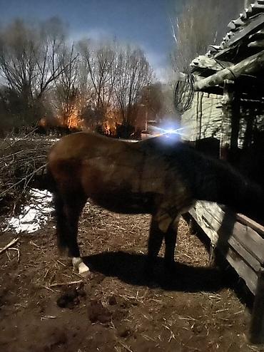 Лошади, кони: Продаю | Кобыла (самка) | Полукровка, Английская | Для разведения, Конный спорт — 4