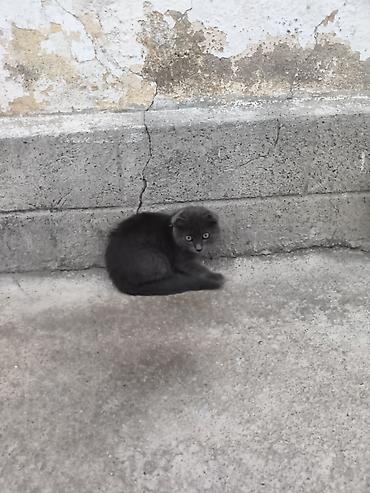 котята простые: Котят Отдам даром район мыкан — 4