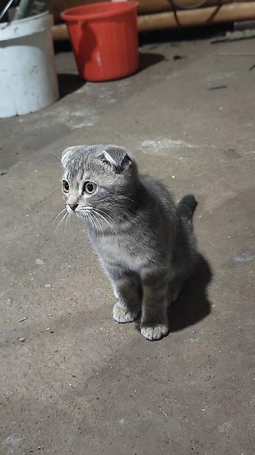 котенок вислоухая: Скотиш Фолд (Шотландская вислоухая), 2 месяца, Девочка — 6