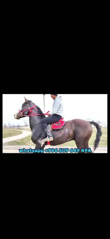 золотая лошадь пластырь как пользоваться: Продаю | Конь (самец) | Конный спорт