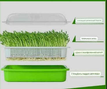 Другие товары для кухни: Лотки для проращивания:
маленький черный 300с
большой прозрачный 400с — 8