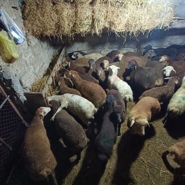 Qoyunlar, qoçlar: Salam aleyküm saxlamlıq quzularm var satram isdiyen0775431770 elaqe — 12