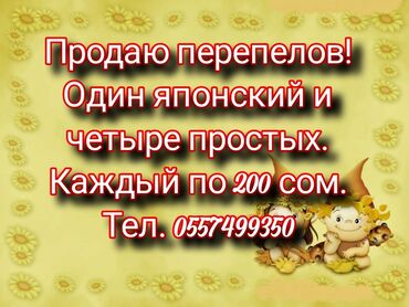 кармушки для коров: Продам перепелов. Один японский и 4 простых . За всех 1000 сом. Или