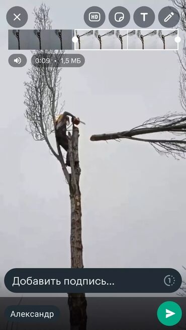 пилю дрова сокулук: Снимаем ветки деревьев и по частям стволы любого дерево, мешающие