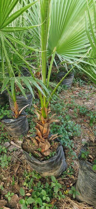 Ağaclar: Vaşınqton palma ağacları satılır qiymətlər palmaya görə dəyişir 10 -da lalafo.az — 13 Ağaclar: Vaşınqton palma ağacları satılır qiymətlər palmaya görə dəyişir 10 — 13