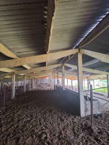 Сельхоз предприятия: Продаю Кошара, 800 соток, Действующий, С оборудованием — 5