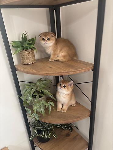 Pişiklər: Şotland — 3