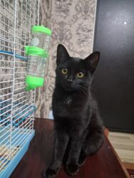 дом для котов: 7 месяцев, Мальчик, Проглистована, Приучена к лотку