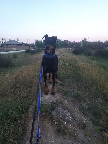 dişi doberman: Doberman, 9 ay, Dişi, Sənədli — 3