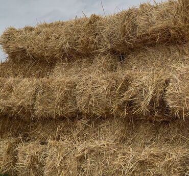 cins ineklerin satisi 2019: Arpa samani satilir yaxsi kip packalardi 1,50