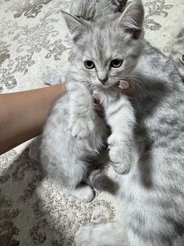 шотландская вислоухая серая: Шотландское вислоухие котята.3500 сом