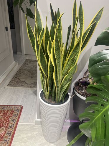 Монстеры: Монстеры делициозы очень много выбора от 500 до 8000т огромные — 29