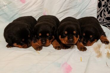 пидбуль собака: .🐾✨ Продаются щенки ротвейлера! ✨🐾 💖 В наличии: 🐶 2 девочки 🐾 2