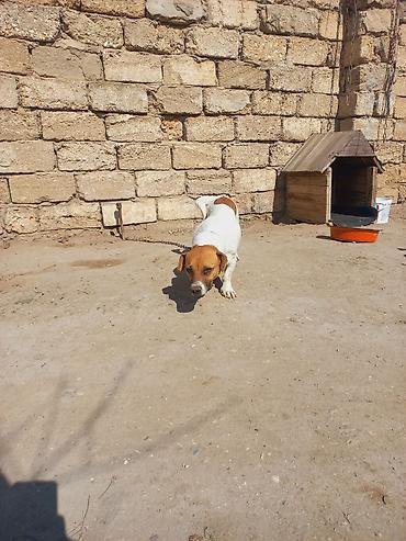 İtlər: Cek rassel teryer, 2 il, Dişi -da lalafo.az — 18 İtlər: Cek rassel teryer, 2 il, Dişi — 18