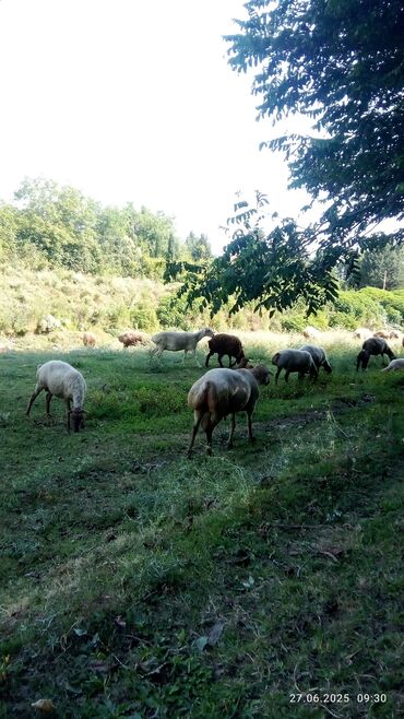 Qoyunlar, qoçlar: Satılır yaş 3 yarım qoçdu tuxumluq — 3