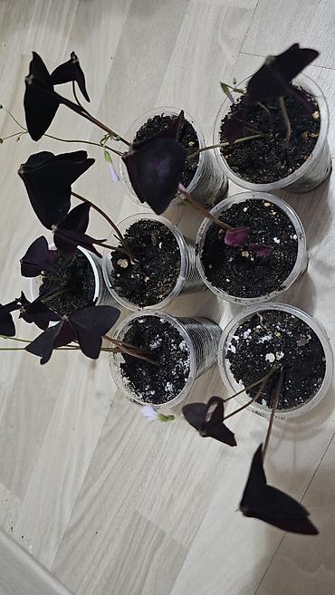 Другие комнатные растения: Кислица
Оксалис 
oxalis 
🦋 
бабочка — 12