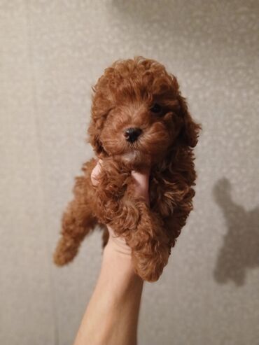 İtlər: Pudel, 2 ay — 11