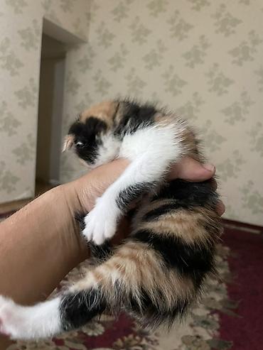 Мышыктар: Котята с вислыми ушками, домашние. Окрас разный: - черно-белые — 6
