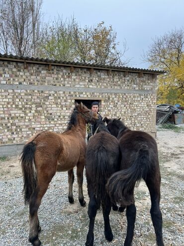 продаю музоо торпок корова самка бык самец айрширская ангус алатауская на забой для разведения на откорм племенные нетель привязанные: Продаю | Жеребец, Жеребенок | Рабочий