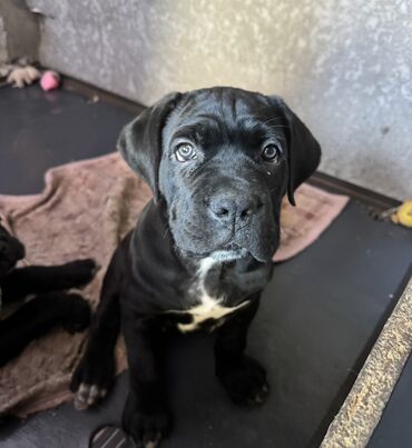 Продажа собак: Кане-корсо, 2 месяца, Самец — 10