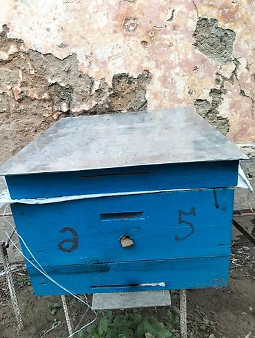 Arılar: Salam 4yeşik arıdı Karnika sortudu biri Qafqaz sortudu 2 mərtəbə tam — 7