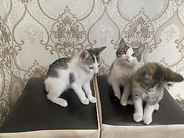 Животные: Домашние котята прирученные привыкли к людям хорошим и ответственным — 3