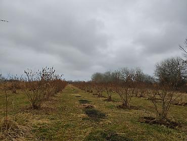 Torpaq sahələrinin satışı: Kənd təsərrüfatı -da lalafo.az — 6 Torpaq sahələrinin satışı: Kənd təsərrüfatı — 6