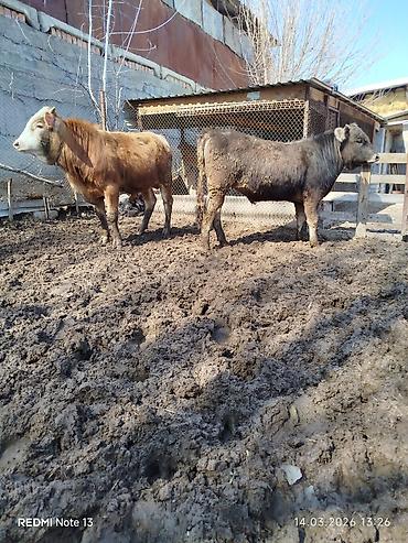 Коровы, быки: Продаю | Бык (самец) | Алатауская, Симментальская — 1