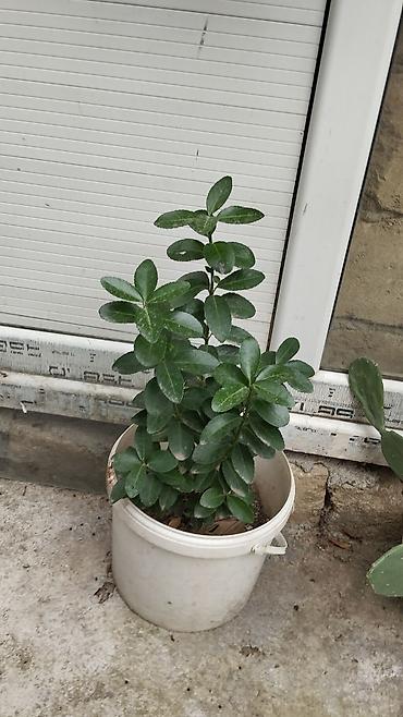 çilədağı bitkisi qiyməti: Satılır: dekorativ saksı bitkiləri dəsti - Schefflera arboricola — 5