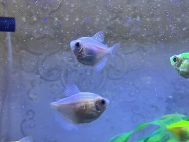 Balıqlar: Glofish, Sülhsevər — 10