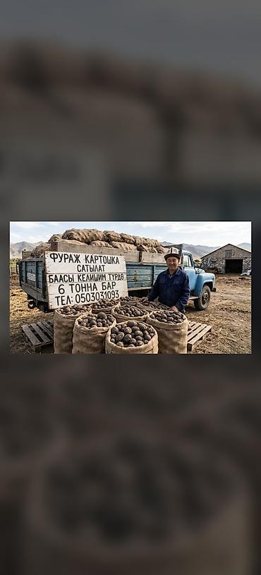 маматов мебель бишкек: Картошка Дүң — 1